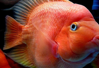 如何饲养鹦鹉鱼?饲养鹦鹉鱼的8种