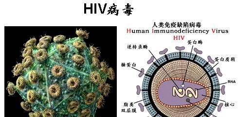 天花,艾滋,埃博拉这些厉害的病毒为什么都来自非洲?_气候_医疗_人们