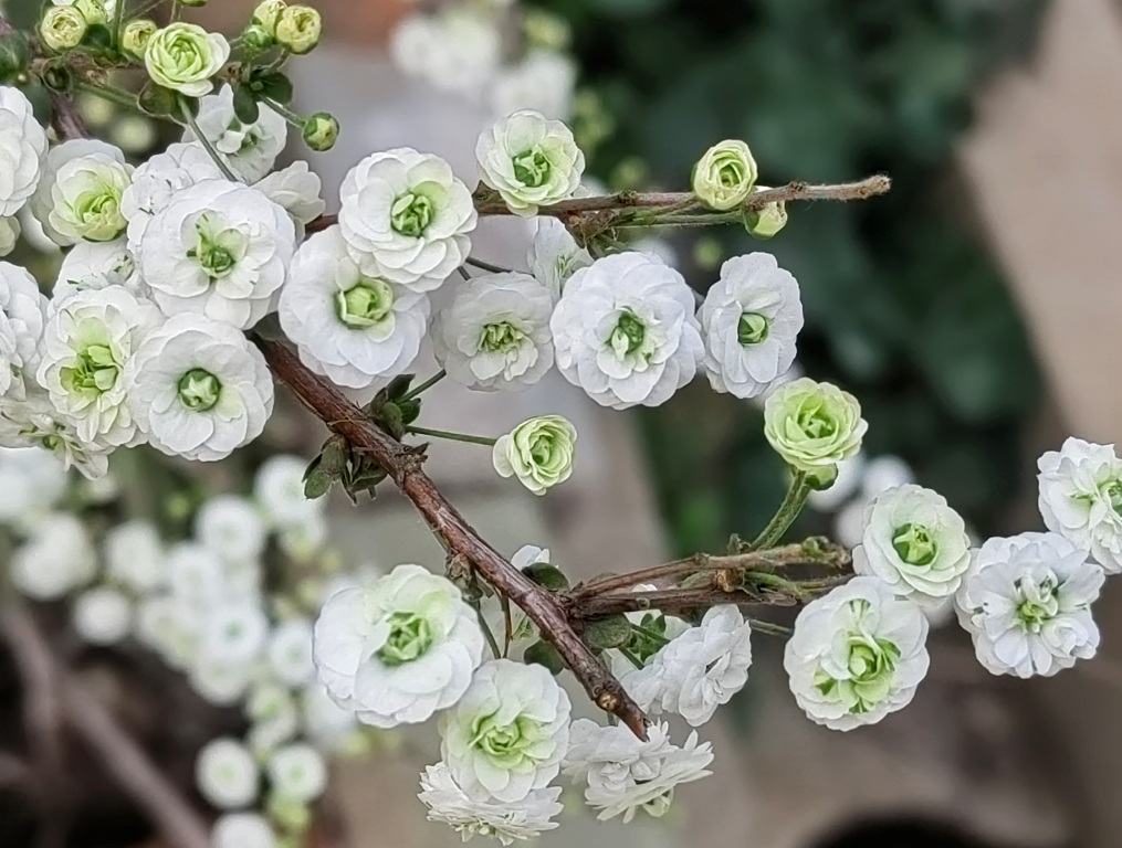 翠蛾雪柳. 鬓影春风透_ujelly_https_html