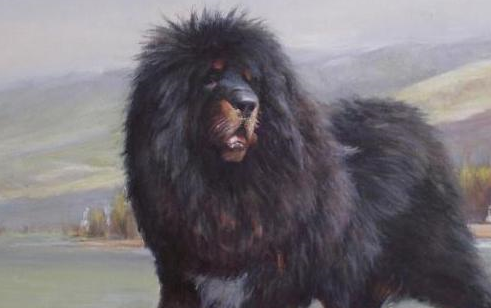 我国还有野生藏獒吗?_动物_问题_驯化