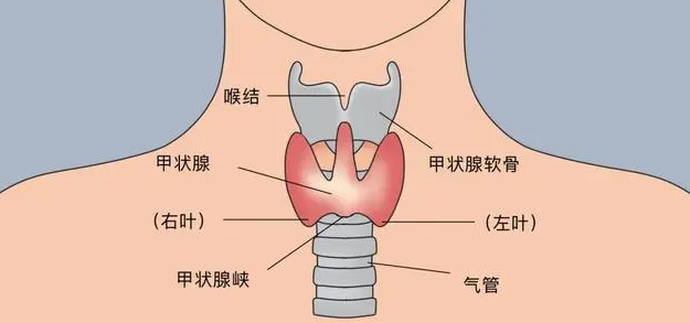 甲状腺解剖图前面观图片