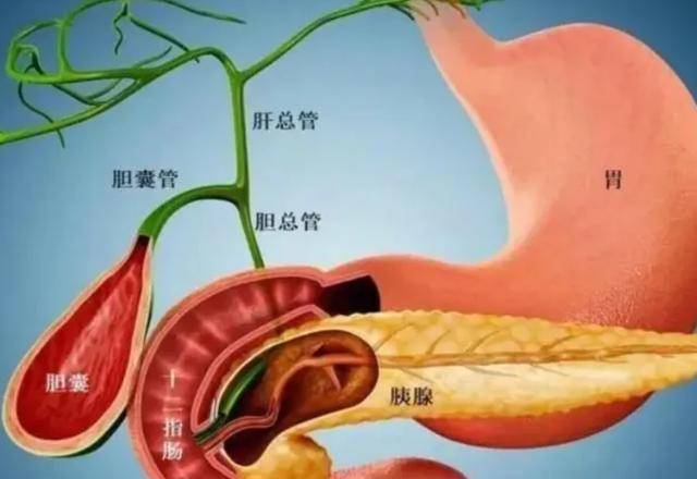 人没了胆囊