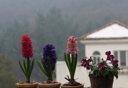 此花美丽鲜艳,花香满屋,花期长易养护,适合春节,新手也能开花_风信子