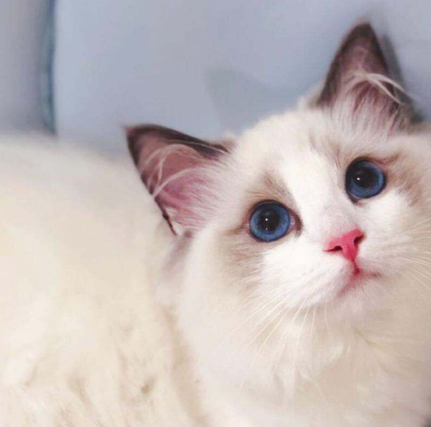 可是买一只布偶猫回来,真的就是除了浪费你的钱并且给你制造一堆粪便