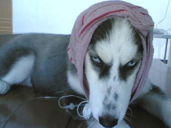 女主人回家见到二哈"偷出内衣",关它禁闭,看它眼神特可怜!