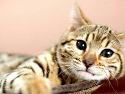 猫咪感冒:虎斑猫夏天感冒了,虎斑猫夏天感冒正常吗_主人_时候_情况