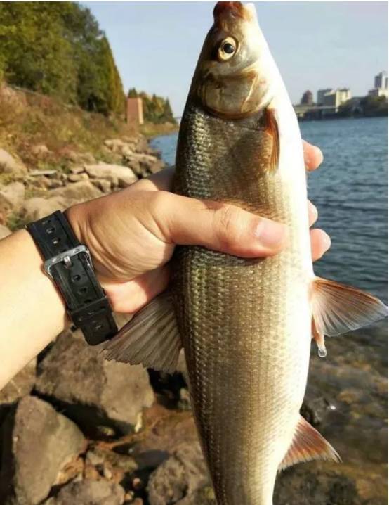 这是咋回事?_黄尾鱼_鱼儿_鲤鱼