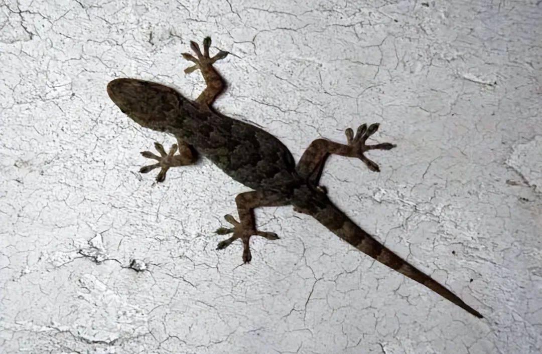 揭秘壁虎的来历与神秘力量,为何人们宁愿打蛇也不杀壁虎?