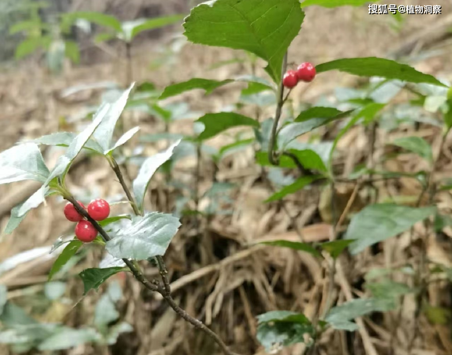 紫金牛,又称矮地茶,叶下红,有3大作用,价值极高,农民朋友要了解!