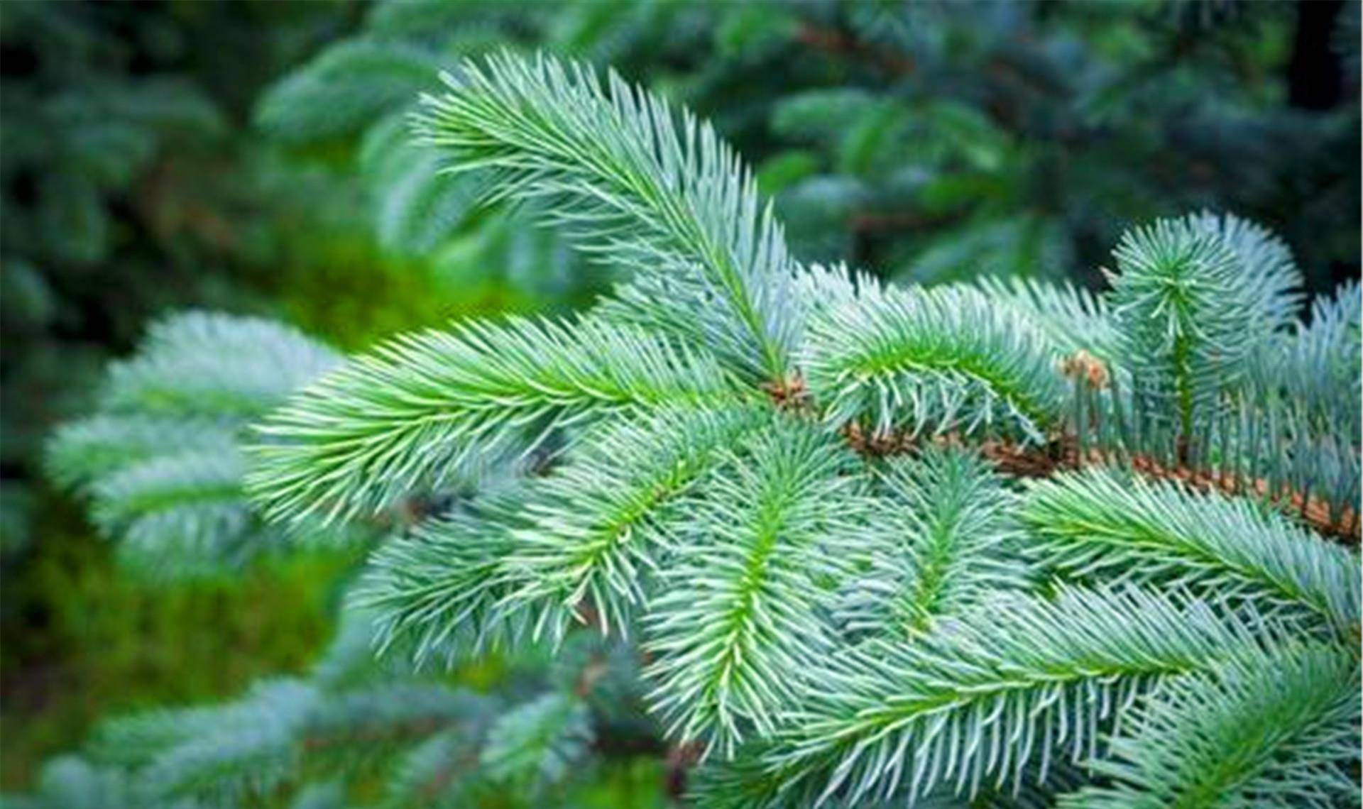 俄罗斯男子被确诊为肺癌,手术中,医生在其肺里发现了一棵冷杉树_西