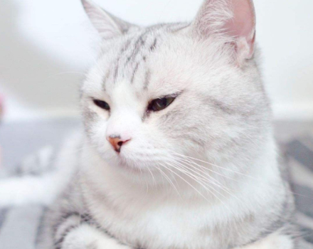 这五件事都做好,高冷猫咪也会亲近你_人类_人们_气味