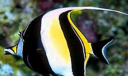 刺尾鱼的身体一般呈长椭圆形,颜色艳丽,表皮会有一