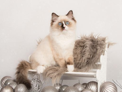 布偶猫身上究竟有什么魅力?为何喜欢它的人那么多_猫咪_野猫_女士