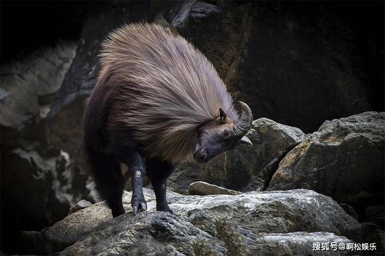 数量仅有500多头,能踢翻雪豹和野狼_塔尔_高原上_动物