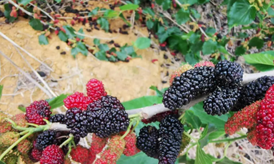 以前桑葚很少人吃,现在却很受欢迎,吃桑葚有什么好处?_https_html_cn