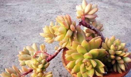 这几款多肉植物能吸收甲醛,家里一定要准备_净化_叶片_排名第一