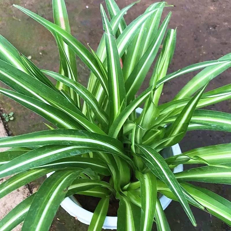 观叶植物风姿雅致—吊兰类_栽培_繁殖_土壤