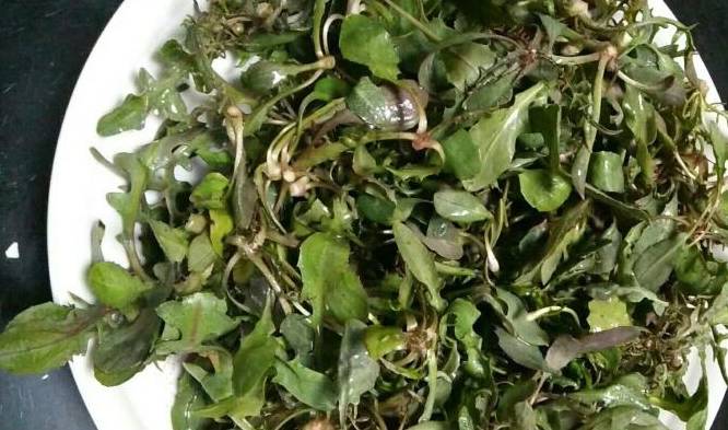 春天这种野菜遍地,有人当草有人当宝,特殊功效很多人不知道_营养_吃货