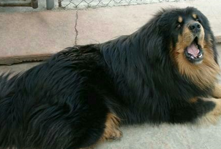 真正纯种的藏獒还多吗?生活在哪里呢?_人们_西藏地区_外形