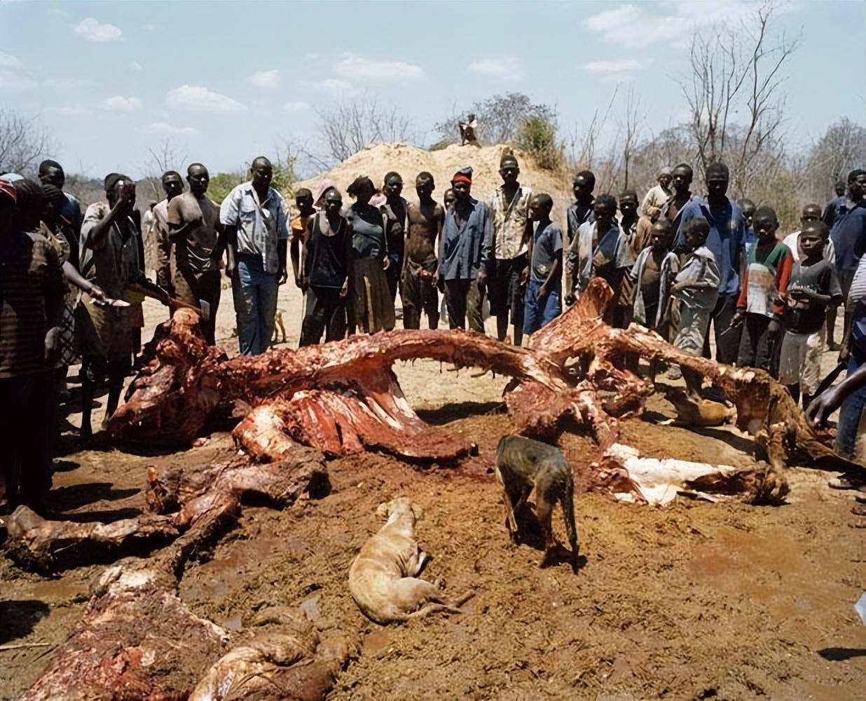 非洲人如何分食一头大象?全村带狗出动,分完后就像蝗虫过境!