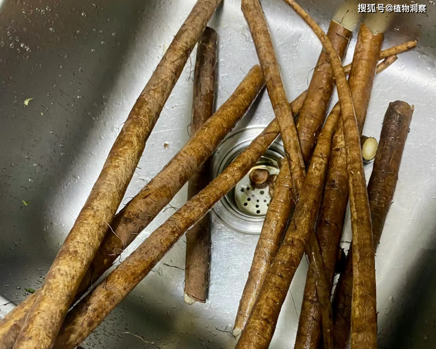 牛蒡,又称牛菜,恶实,有3大作用,价值极高,农民朋友要了解!