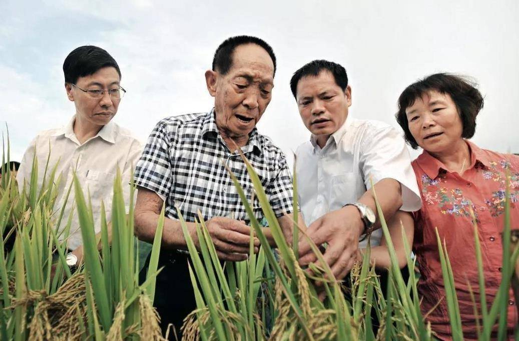 袁隆平:60年前5个饿殍刺痛他的心,60年后他让全国人民吃饱吃好_水稻