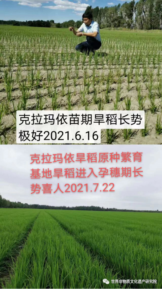 世界非物质文化遗产研究院特邀院士:彭国威_旱稻_育种_农业