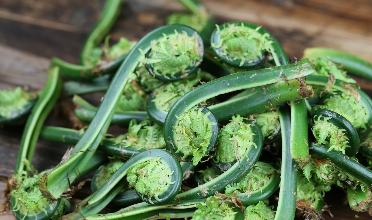 来看看这5种曾经救活日本人的山中野菜吧!_食用_苦涩味_蔬菜