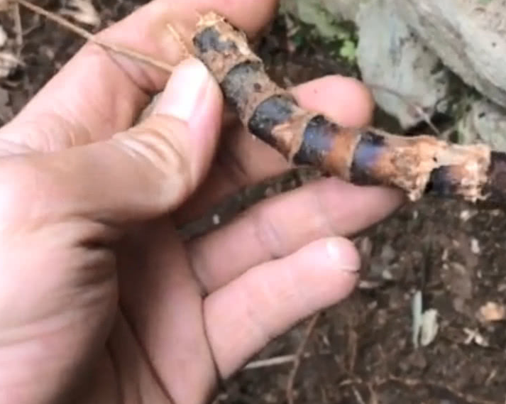 重庆山里一种稀有的紫色竹子,既能入药又能做乐器,你见过吗?