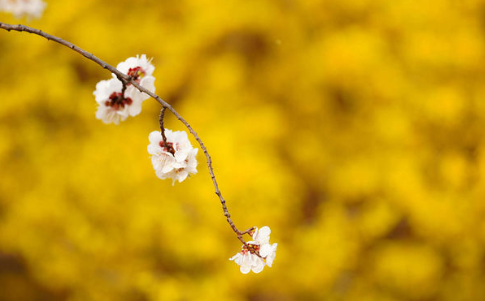 属蛇的人天生爽快,特别是肖蛇女,天生可爱又有思想,有发家致富的命运