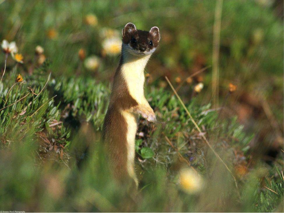 "食脑魔"现身新疆森林,身长不足20厘米,每年能吃掉