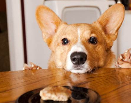 软萌柯基的"玻璃胃"需铲屎官细心照料,这些错误平时可绝不能犯_狗狗