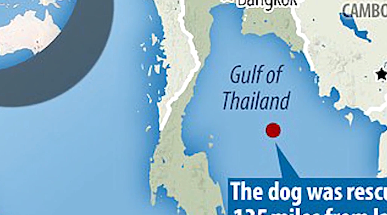 一只狗在离岸217公里外的海面上,独自飘荡……_狗狗_流浪狗_动物