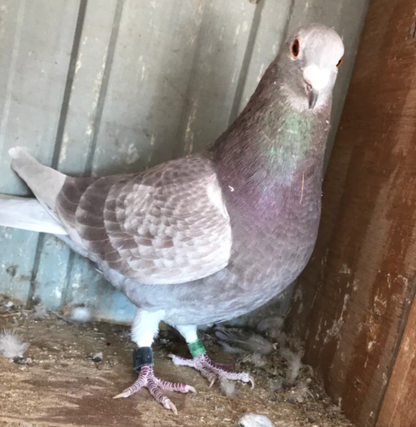 从胡刚先生的感悟中我看到了中国信鸽事业的希望,也看到鸽子事业螺旋