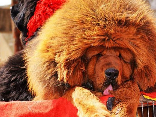 京巴又叫北京犬,宫廷狮子狗,据说,慈禧太后就特别喜欢这种狗狗,还下旨