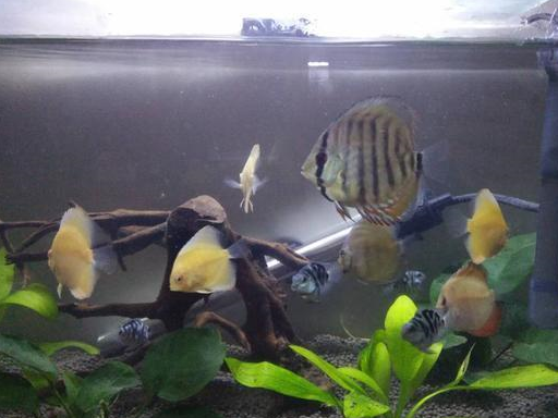 七彩神仙鱼可以和很多热带鱼混养,为什么我只混养迷你鹦鹉?