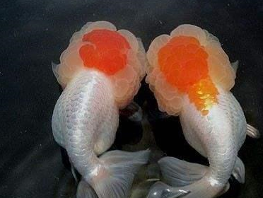 喜欢金鱼的鱼友很少吗,为什么我们这里的市场上看不到金鱼了?