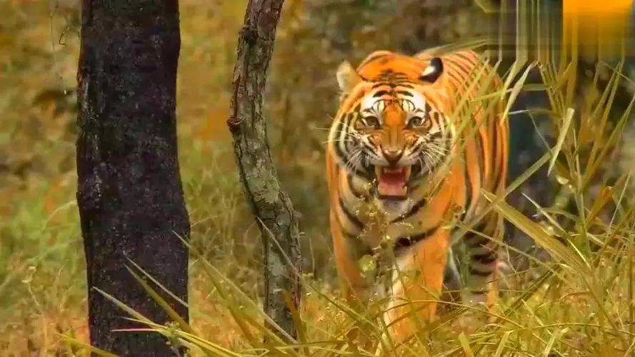 揭秘野外的老虎:令人惊叹的战斗力和无敌天敌_猎物_肌肉_速度
