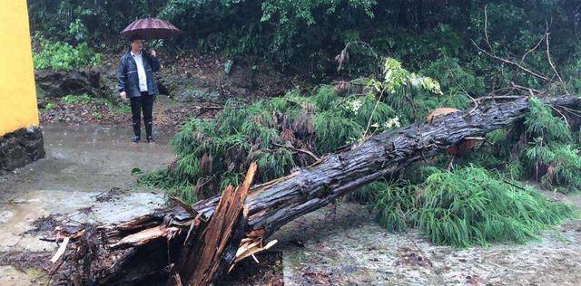 1999年一夜狂风,湖北磨山710棵百年老树被折断,村民