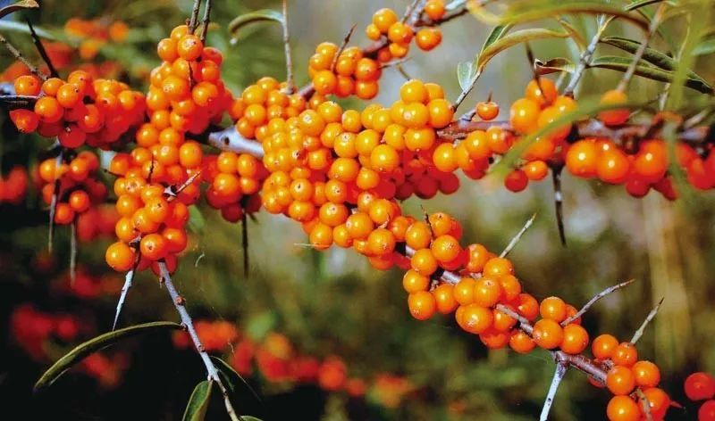 沙棘原浆哪个牌子的好,选购优质沙棘原浆的技巧_营养_果实_大自然