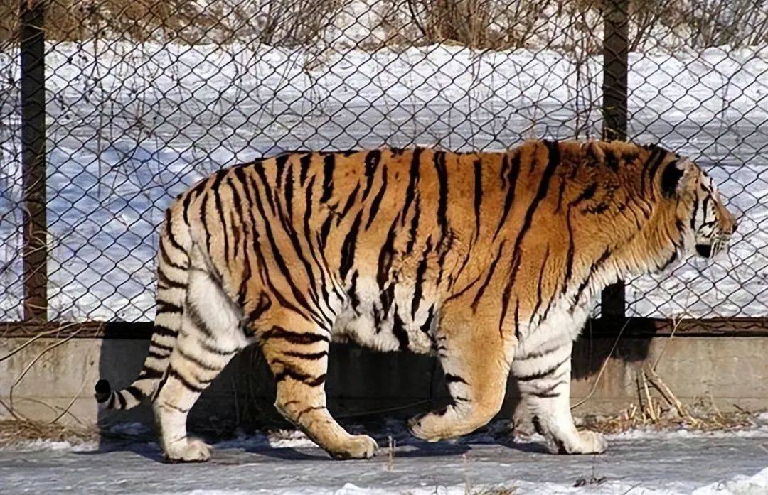 揭秘野外的老虎:令人惊叹的战斗力和无敌天敌_猎物_肌肉_速度