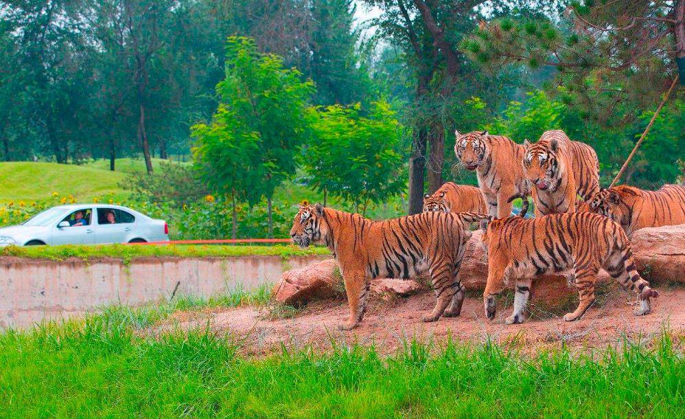 2016年"八达岭老虎咬人案",幸存者索赔156万,称:索赔不为钱_赵菁_东北