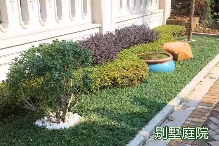 观叶植物翠绿耐阴—沿阶草类_栽培_叶色_玉龙