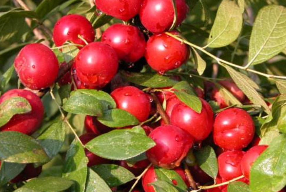 这种野果含钙量十分高,有三重补钙功效,是一种高级保健水果_果树_欧李