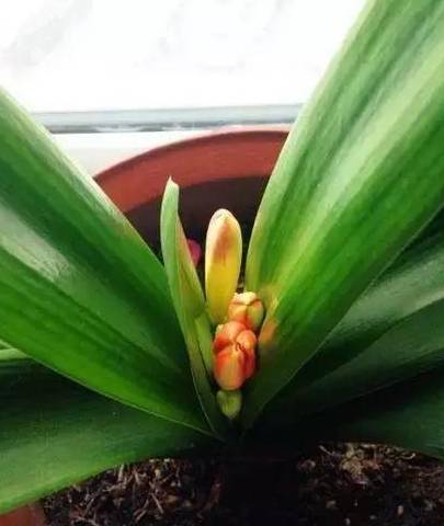 君子兰夹箭不开花,1招就把花拽出来!_花友_时候_温度