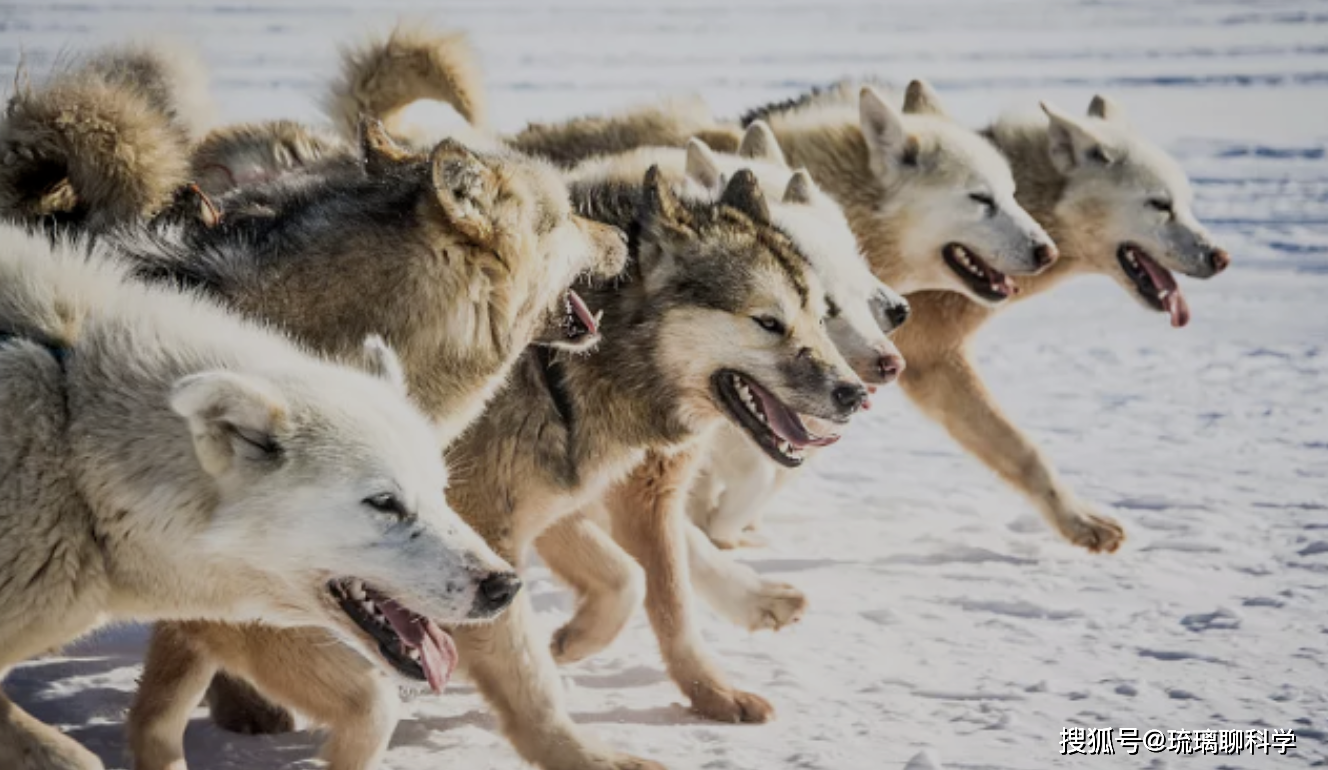俄罗斯本土爆发罕见狼灾,狼群数量激增,会影响中国北部区域吗?