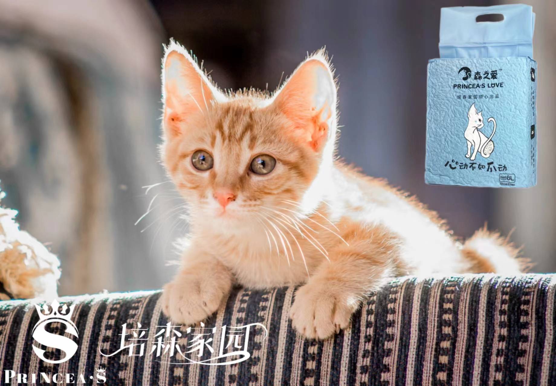 环境_主人_动物