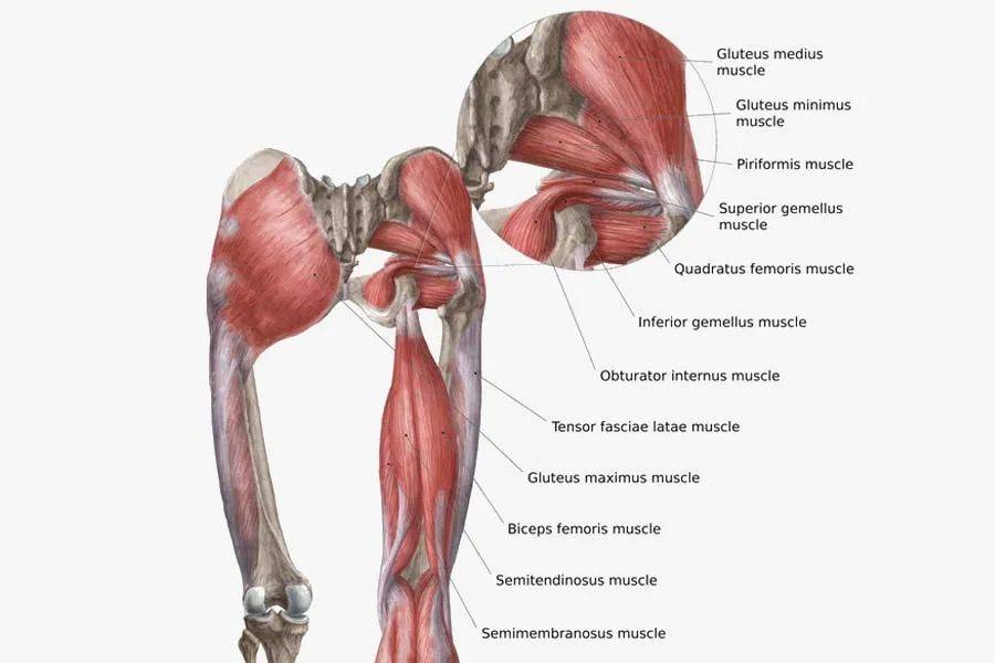 gluteus图片