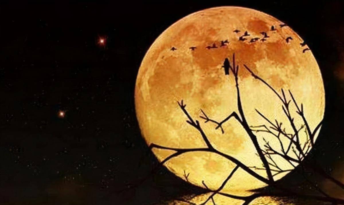 这里的"桂婆娑",既是指南宋朝廷中那些反对统一的"主和派",同时也是指