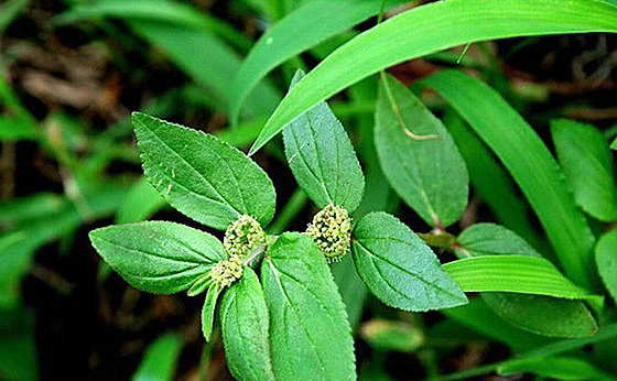 田里的这种野草用来煮水喝,有消暑解热,止咳化痰,利湿止痒作用_人们